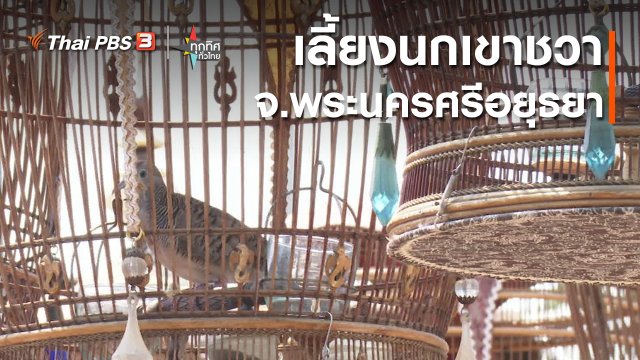 อาชีพทั่วไทย : เลี้ยงนกเขาชวา จ.พระนครศรีอยุธยา