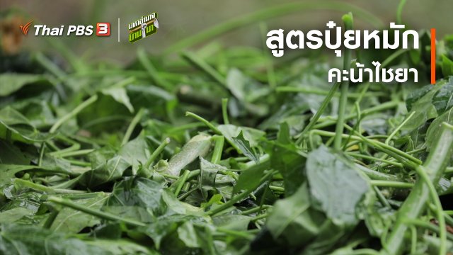 สูตรลับฉบับบ้านนา : สูตรปุ๋ยหมักคะน้าไชยา