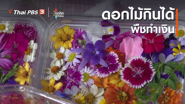 อาชีพทั่วไทย : ดอกไม้กินได้พืชทำเงิน กทม.