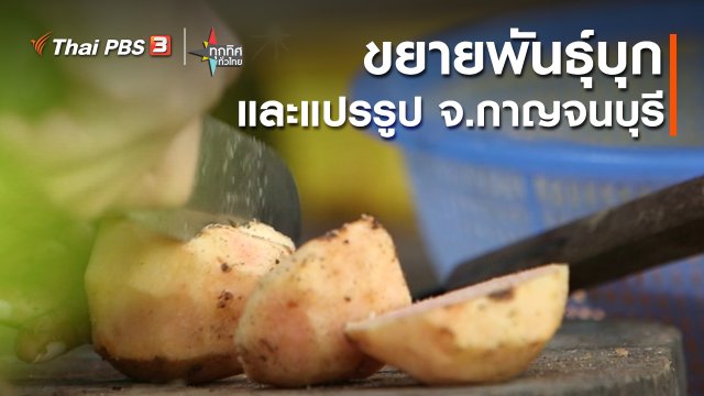 วิถีทั่วไทย : ขยายพันธุ์บุกและแปรรูป จ.กาญจนบุรี