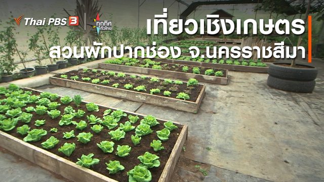 อาชีพทั่วไทย : เที่ยวเชิงเกษตรสวนผักปากช่อง จ.นครราชสีมา