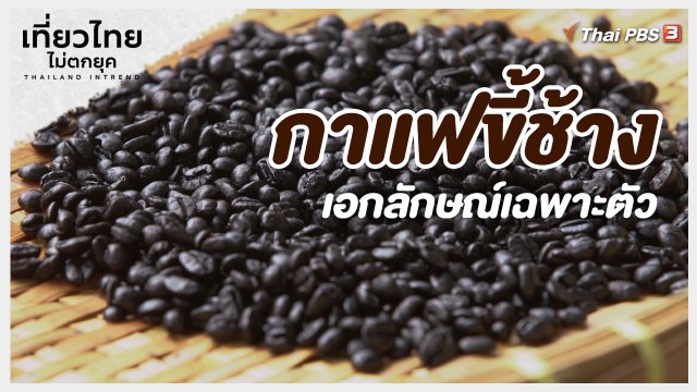 เที่ยวทั่วไทย : กาแฟขี้ช้าง