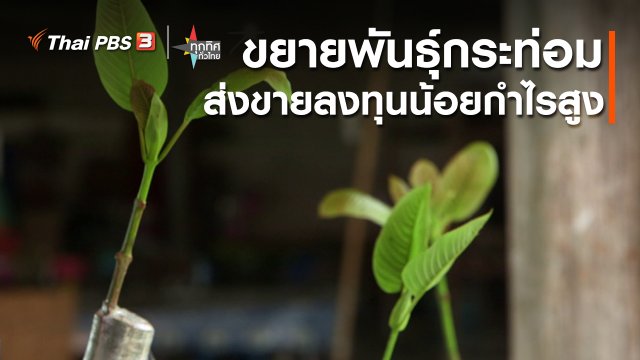 อาชีพทั่วไทย : ขยายพันธุ์กระท่อมส่งขายลงทุนน้อยกำไรสูง