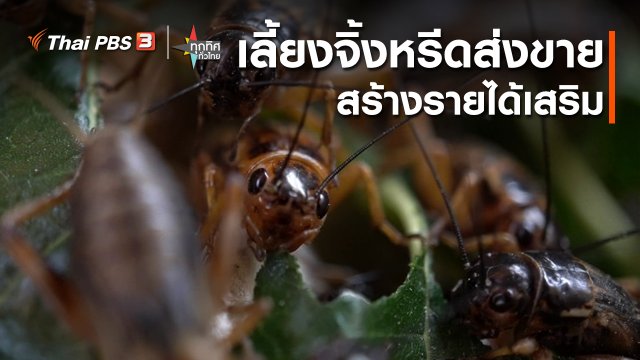 อาชีพทั่วไทย : เลี้ยงจิ้งหรีดส่งขายสร้างรายได้เสริม