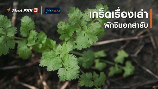 เรื่องนี้มีตำนาน : เกร็ดเรื่องเล่าผักชีนอกสำรับ