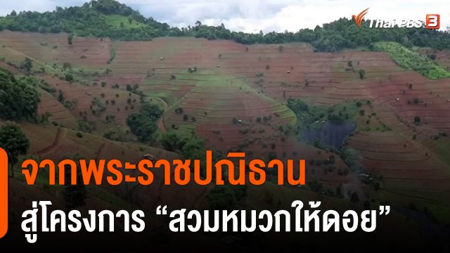 ดอกผลของความยั่งยืน : จากพระราชปณิธาน สู่โครงการ "สวมหมวกให้ดอย"