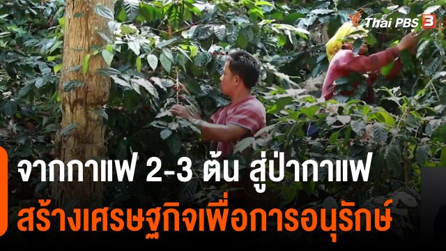ดอกผลของความยั่งยืน : จากกาแฟ 2-3 ต้น สู่ป่ากาแฟ สร้างเศรษฐกิจเพื่อการอนุรักษ์