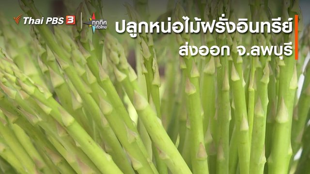 อาชีพทั่วไทย : ปลูกหน่อไม้ฝรั่งอินทรีย์ส่งออก จ.ลพบุรี