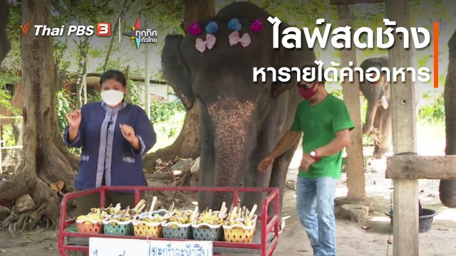 ไลฟ์สดช้างหารายได้ค่าอาหาร จ.ประจวบคีรีขันธ์