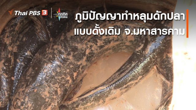 วิถีทั่วไทย : ภูมิปัญญาทำหลุมดักปลาแบบดั้งเดิม จ.มหาสารคาม