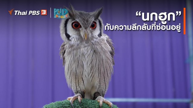 คิดส์เรียนรู้ : “นกฮูก” กับความลึกลับที่ซ่อนอยู่