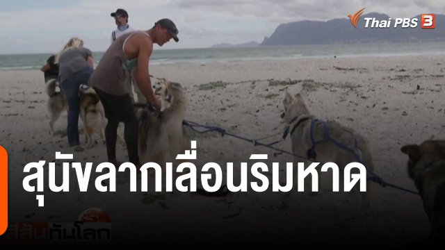 สุนัขลากเลื่อนริมหาด