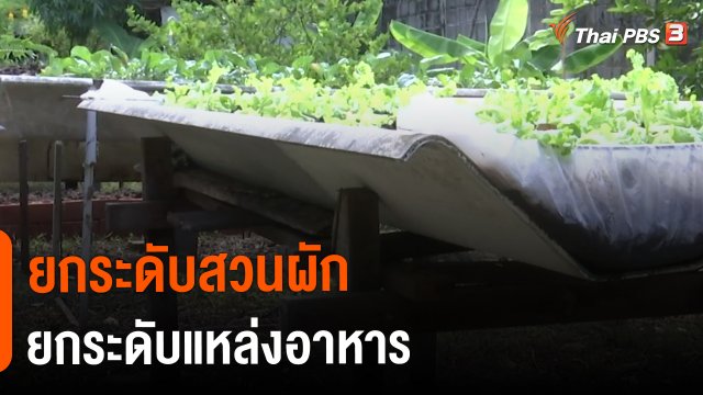 ​ดอกผลของความยั่งยืน : ยกระดับสวนผัก ยกระดับแหล่งอาหาร
