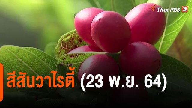 ​สีสันวาไรตี้ (23 พ.ย. 64)