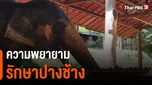 Thai PBS World คุยกับอดีตพนักงานบีบีซี กับความพยายามรักษาปางช้าง