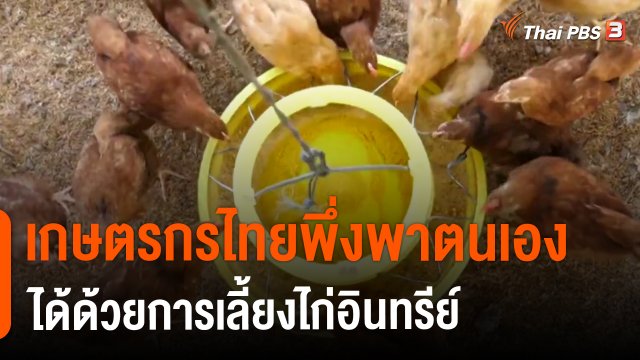 ​ดอกผลของความยั่งยืน : เกษตรกรไทยพึ่งพาตนเองได้ด้วยการเลี้ยงไก่อินทรีย์