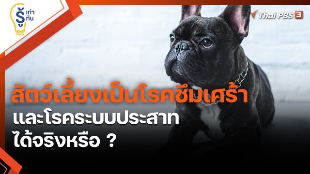 ​รู้เท่ารู้ทัน : สัตว์เลี้ยงเป็นโรคซึมเศร้าและโรคระบบประสาทได้จริงหรือ ?