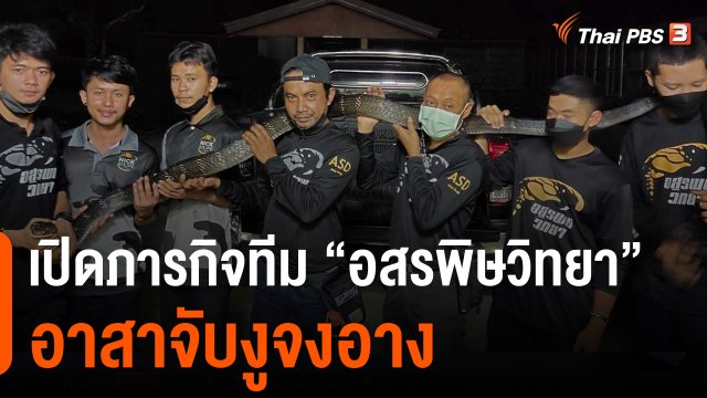 เปิดภารกิจทีม "อสรพิษวิทยา" อาสาจับงูจงอาง