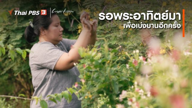 ​เรื่องเล่าคนกลับบ้าน : รอพระอาทิตย์มา เพื่อเบ่งบานอีกครั้ง