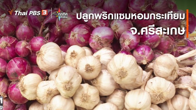 อาชีพทั่วไทย : ปลูกพริกแซมหอมกระเทียม จ.ศรีสะเกษ