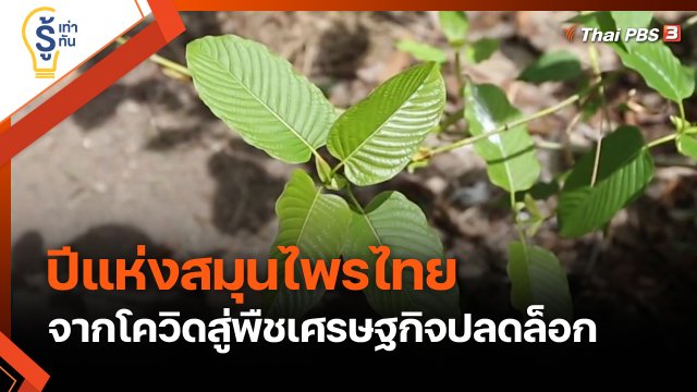 รู้เท่ารู้ทัน : ปีแห่งสมุนไพรไทย จากโควิดสู่พืชเศรษฐกิจปลดล็อก