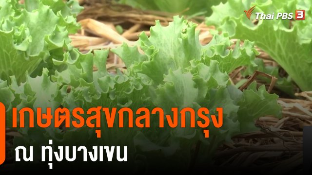 ดอกผลของความยั่งยืน : เกษตรสุขกลางกรุง ณ ทุ่งบางเขน