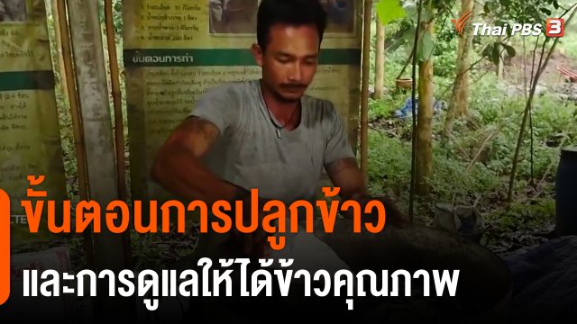 ​ดอกผลของความยั่งยืน : ขั้นตอนการปลูกข้าวและการดูแลให้ได้ข้าวคุณภาพ