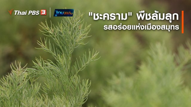 อิ่มมนต์รส : "ชะคราม" พืชล้มลุกรสอร่อยแห่งเมืองสมุทร