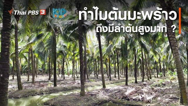 คิดส์เรียนรู้ : ทำไมต้นมะพร้าวถึงมีลำต้นสูงมาก ?