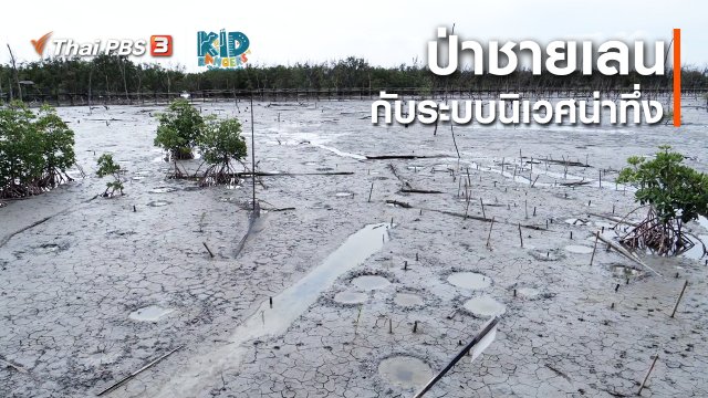 คิดส์เรียนรู้ : ป่าชายเลนกับระบบนิเวศน่าทึ่ง