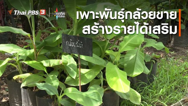 อาชีพทั่วไทย : เพาะพันธุ์กล้วยขายสร้างรายได้เสริม จ.ปราจีนบุรี
