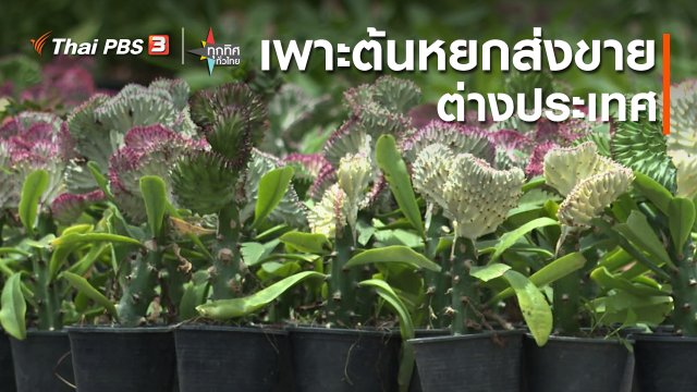 อาชีพทั่วไทย : เพาะต้นหยกส่งขายต่างประเทศ