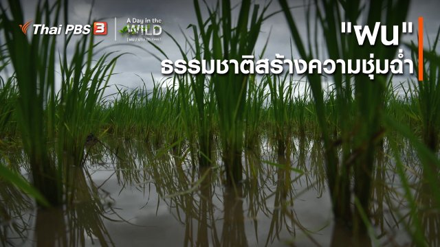 วิถีธรรมชาติ : "ฝน" ธรรมชาติสร้างความชุ่มฉ่ำ