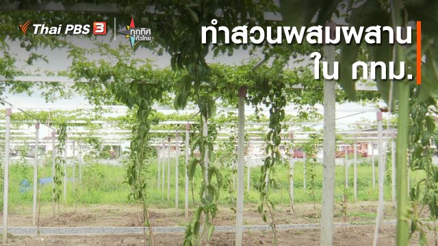 อาชีพทั่วไทย : ทำสวนผสมผสานใน กทม.