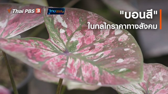 ​เรื่องนี้มีตำนาน : "บอนสี" ในกลไกราคาทางสังคม