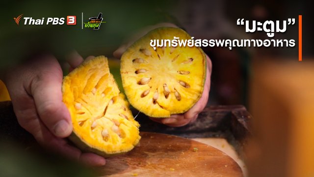 คลิปบ้านทุ่ง : “​มะตูม”​ ขุมทรัพย์สรรพคุณทางอาหาร