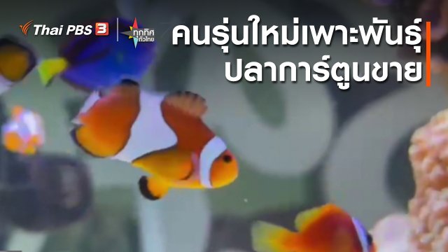 อาชีพทั่วไทย : คนรุ่นใหม่เพาะพันธุ์ปลาการ์ตูนขาย กทม.