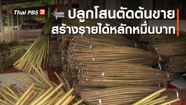 อาชีพทั่วไทย : ปลูกโสนตัดต้นขายสร้างรายได้หลักหมื่นบาท