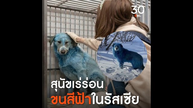 สุนัขเร่ร่อนขนสีฟ้า ในรัสเซีย