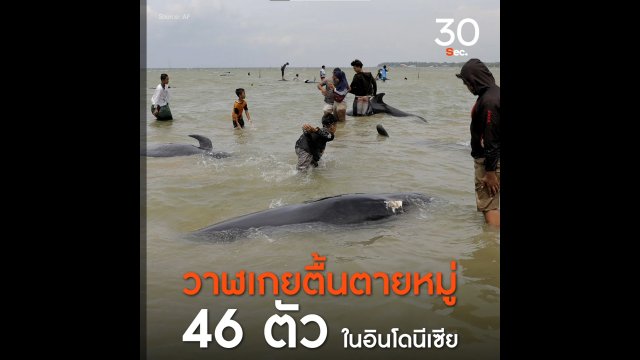 วาฬเกยตื้นตายหมู่ 46 ตัว ในอินโดนีเซีย