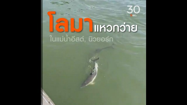 โลมาแหวกว่ายในแม่น้ำอีสต์  นิวยอร์ก