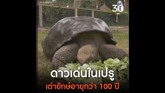 ยลโฉมเต่ายักษ์ อายุกว่า 100 ปี ดาวเด่นในเปรู