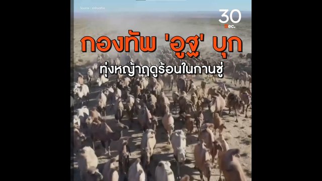 กองทัพอูฐ บุกทุ่งหญ้าฤดูร้อนในกานซู่