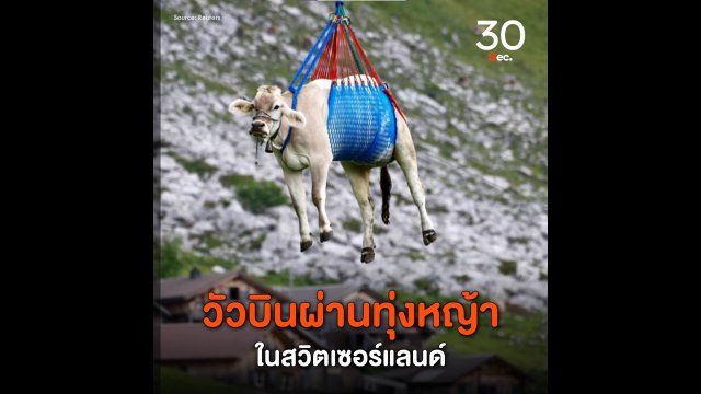 วัวบินผ่านทุ่งหญ้าในสวิตเซอร์แลนด์