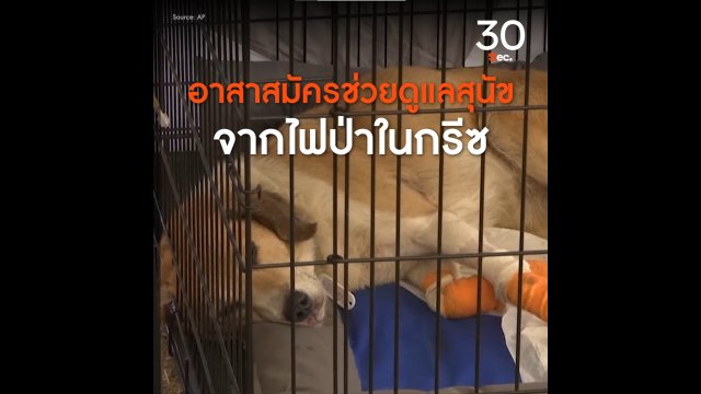 อาสาสมัครช่วยดูแลสุนัขจากไฟป่า