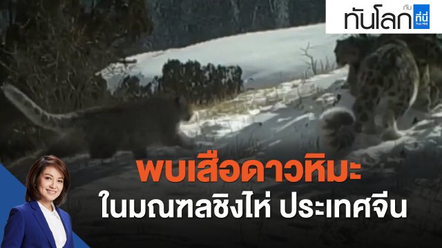พบเสือดาวหิมะในมณฑลชิงไห่ ประเทศจีน