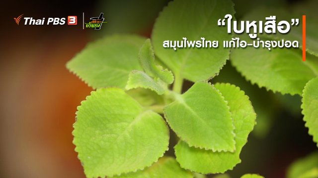 คลิปบ้านทุ่ง : “ใบหูเสือ” สมุนไพรไทย แก้ไอ – บำรุงปอด