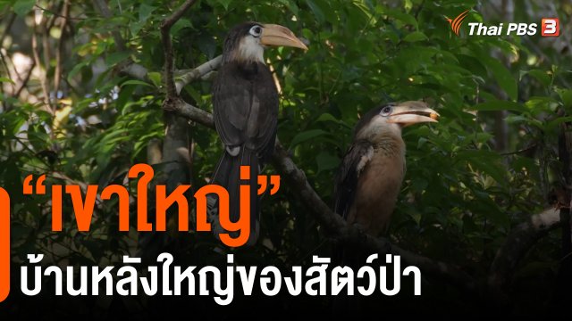 ​วันใหม่วาไรตี้ : “เขาใหญ่” บ้านหลังใหญ่ของสัตว์ป่า