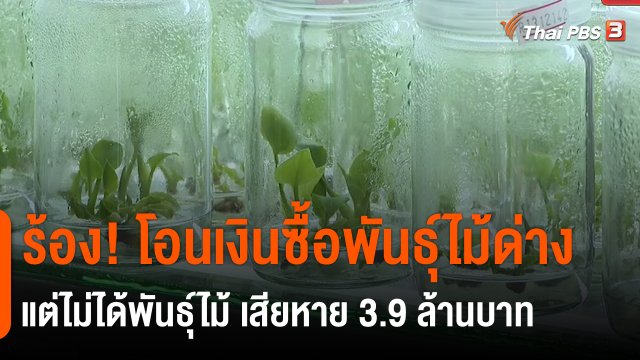 ​สถานีร้องเรียน : ร้อง! โอนเงินซื้อพันธุ์ไม้ด่างแต่ไม่ได้พันธุ์ไม้ เสียหาย 3.9 ล้านบาท