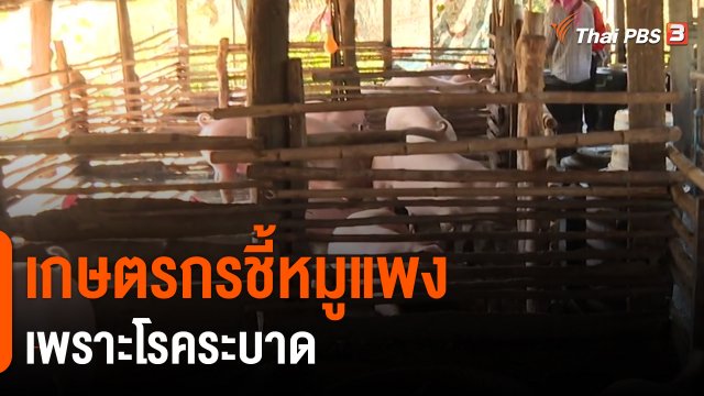 ​เกษตรกรชี้หมูแพงเพราะโรคระบาด